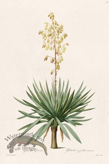 Les Liliacees Redoute 326